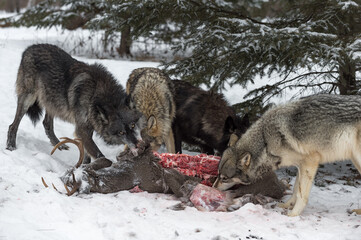 Pack of Grey Wolves (Canis lupus) Work at Deer Carcass Winter