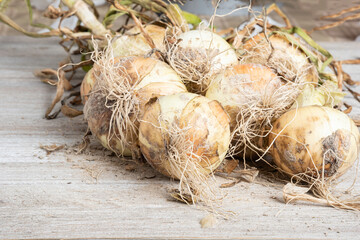 Freshly Unearthed Harvest Of Sweet White Onions