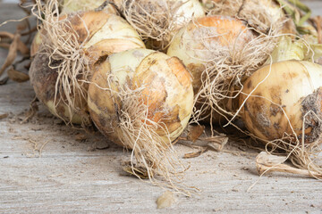 Freshly Unearthed Harvest Of Sweet White Onions