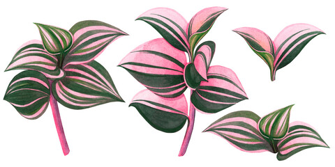 Watercolor painting tree colorful tropical green,pink leaves isolated background.Watercolor hand drawn illustration tropical exotic leaf prints for wallpaper,textile Hawaii aloha summer style. © nongnuch_l