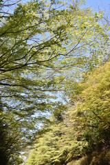 Fototapeta premium 新緑のもみじ 鹿児島県霧島にて