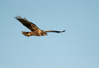 Fototapeta premium Eurasian Marsh harrier looking for prey, Bahrain