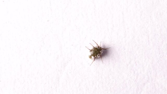 Isolated shot of an aphid on laboratory bench