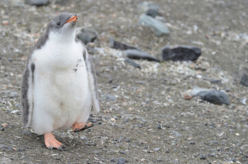Gentoo Penguin Chicks (Pygoscelis papua) - the fastest underwater swimmers