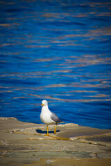 seagull walking on the pier