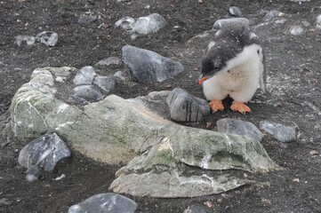 Gentoo Penguin Chicks (Pygoscelis papua) - the fastest underwater swimmers