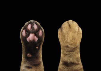 There are two paws of a scottish straight cat, top and. Black background. Isolated. 
