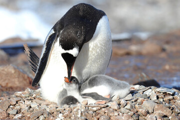 Fototapeta premium Gentoo Penguin Chicks (Pygoscelis papua) - the fastest underwater swimmers