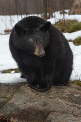 Fototapeta premium Black Bear (Ursus americanus) Sits Paws Together on Rock Winter