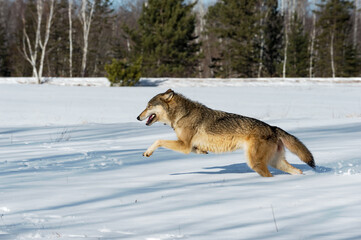 Fototapeta na wymiar Grey Wolf (Canis lupus) Bounds Left Through Snow Winter