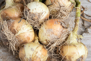 Freshly Unearthed Harvest Of Sweet White Onions