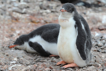 Gentoo Penguin Chicks (Pygoscelis papua) - the fastest underwater swimmers