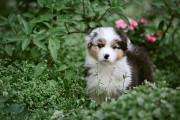 Cute australian shepherd puppy in the garden