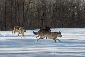 Fototapeta na wymiar Three Grey Wolves (Canis lupus) Run Right From Woods Winter