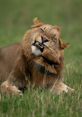 Closeup of a Lion tearing a bean bag, Masai Mara, Kenya
