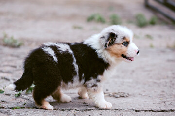 Cute australian shepherd puppy in the garden