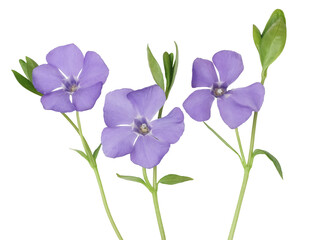 Periwinkle flowers isolated on white background