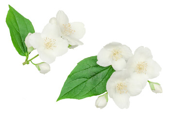 Jasmine flower isolated on white, top view