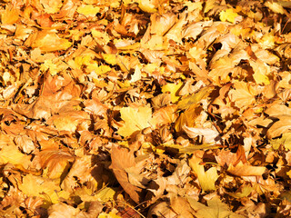 Background group autumn yellow leaves, selective focus, as a background for your project.