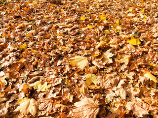 Background group autumn yellow leaves, selective focus, as a background for your project.
