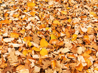 Background group autumn yellow leaves, selective focus, as a background for your project.