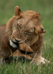 Lion tearing a  bean bag, Masai Mara, Kenya