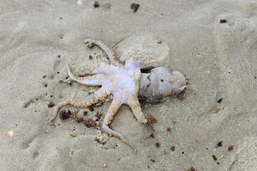 little octopus out of water on sea ocean beach sand