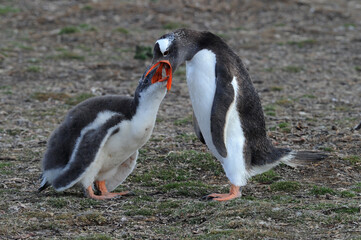 Gentoo Penguin Chicks (Pygoscelis papua) - the fastest underwater swimmers