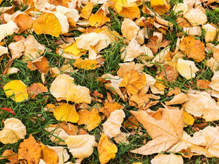Background group autumn yellow leaves, selective focus, as a background for your project.
