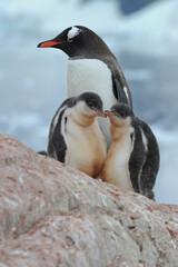 Gentoo Penguin Chicks (Pygoscelis papua) - the fastest underwater swimmers
