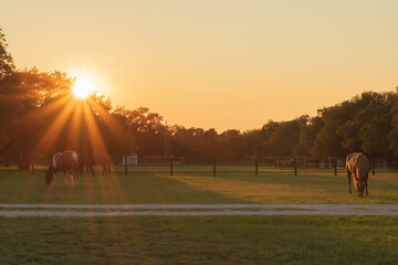 horses grazing at sunset with a sunburst 