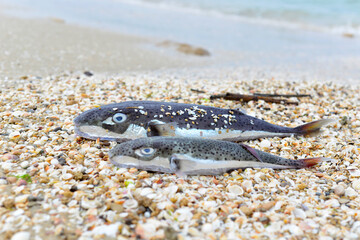 fish on the sea ocean beach