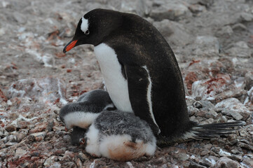 Naklejka premium Gentoo Penguin Chicks (Pygoscelis papua) - the fastest underwater swimmers