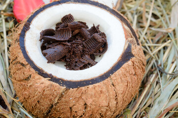 Dark chocolate adorns the panna cotta in a coconut shell. Original dessert serving.