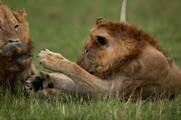 Lions playing with bean bag, Masai Mara, Kenya