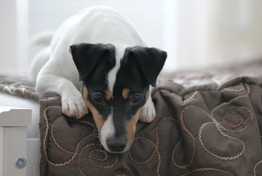 Jack Russell terier
