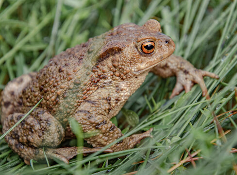 Common toad siting on the ground, European toad in the natural environment. Bufo bufo close up portrait.