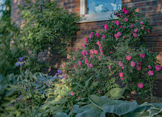 The William Baffin climbing roses have a very subtle fragrance. Pink blossoms in summer