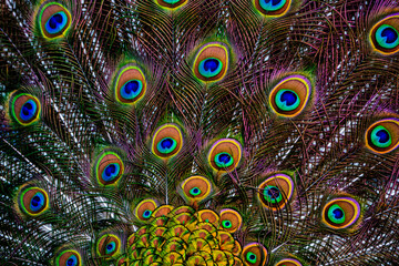 Obraz premium peacock feather