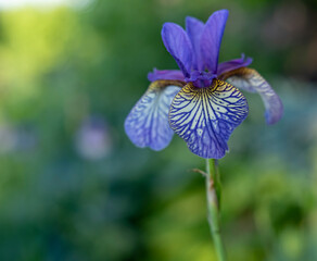 Iris sibirica blossom in shadow garden close up