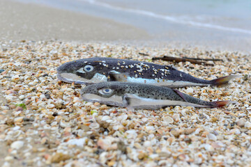 fish on the sea ocean beach