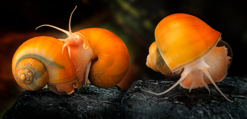 Ampullaria australis -  ampulyarii  snail in aquarium