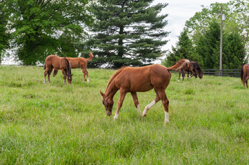 Naklejka na ściany i meble Horses on Kentucky horse farm