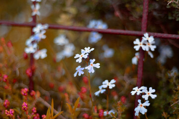 pink and purple spring field blooming blossom flowers grass in sun shine