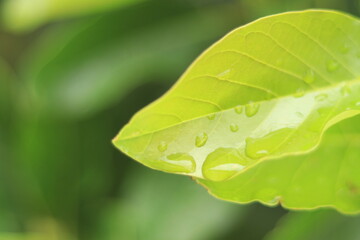 close up of green leaf