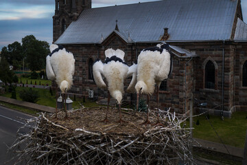 Storks in the nest in the middle of summer. Eastern Europe.