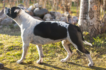 American Staffordshire Terrier on a walk.