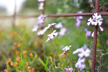 pink and purple spring field blooming blossom flowers grass in sun shine