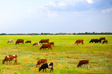 herd of grazing.cows on a yellow field, agricultural farm