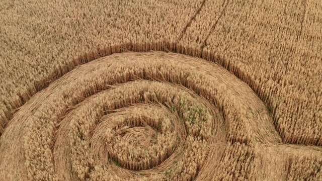 Fake UFO circles on grain crop yellow field, aerial view from drone. Round geometry shape symbols as alien signs, mystery concept
